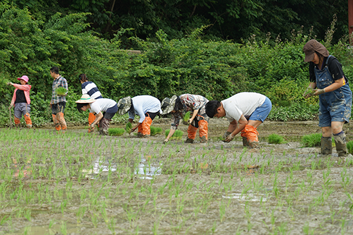 팜프라의 농촌 생활 교육 프로그램에서 청년들이 농사일을 하고 있는 사진